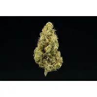 Dutch Treat
